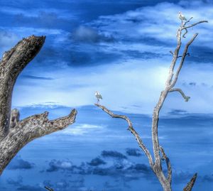 View of trees against cloudy sky