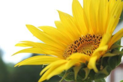 Close-up of sunflower