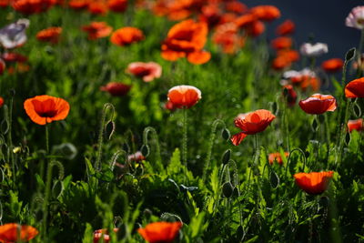 Close-up of red poppy flowers growing on field