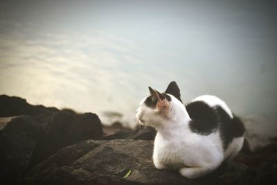 Cat lying on rock