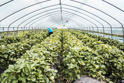 Plants growing in greenhouse