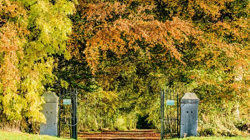 Trees in park