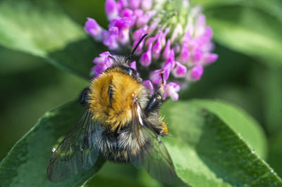 Close-up of bee pollinating on flower