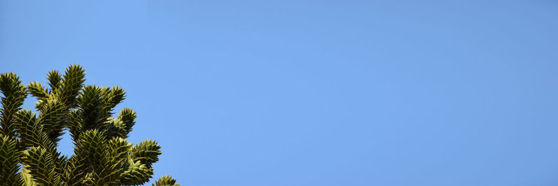 Low angle view of palm tree against clear blue sky