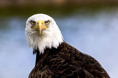 Close-up of eagle