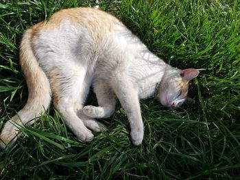 High angle view of a cat on field