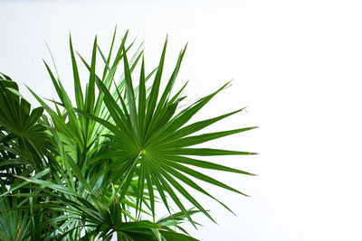 Close-up of palm tree against clear sky