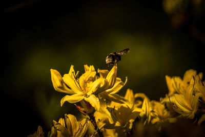 Close-up of bee pollinating on yellow flower