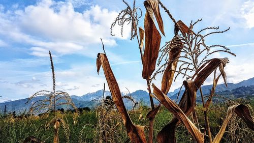 Plants growing on field against sky