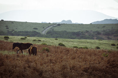 Horses grazing in a field