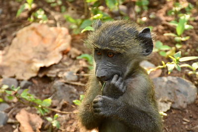 Close-up of monkey sitting on land