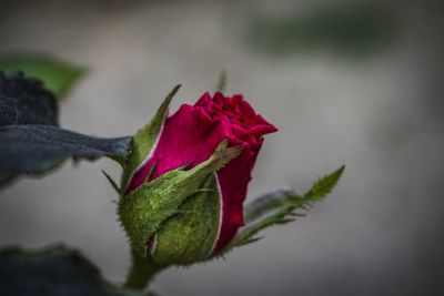 Close-up of rose plant