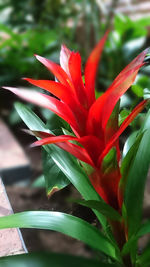 Close-up of red flower