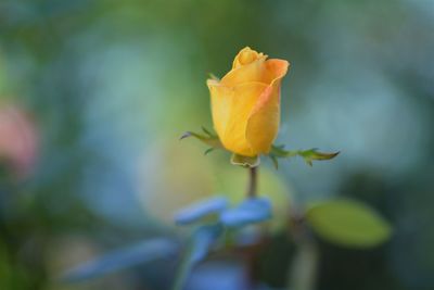 Close-up of yellow rose