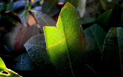 Close-up of dew drops on plant leaves