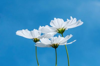 Close-up of white flowering plant against blue sky