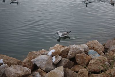 High angle view of duck swimming on lake