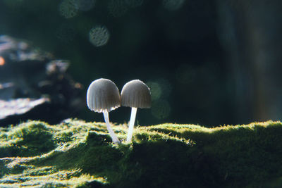 Close-up of mushroom growing on field