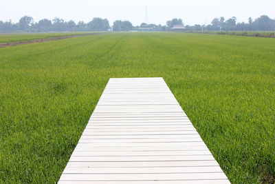 Scenic view of agricultural field