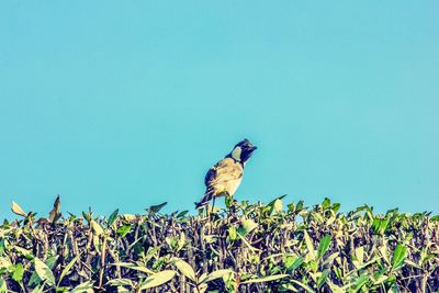 Low angle view of bird perching on plant against clear blue sky