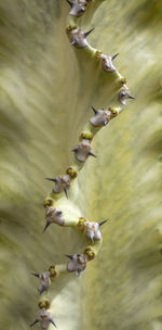 Closeup shot showing the thorny edge of a cactus