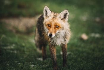 Portrait of fox standing on grassy field