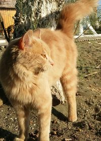 Close-up of cat sitting outdoors