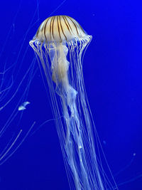 Jellyfish swimming in sea