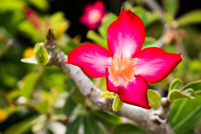 Close-up of pink flower