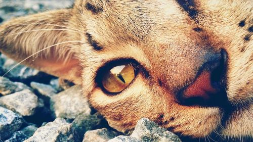 Close-up portrait of horse