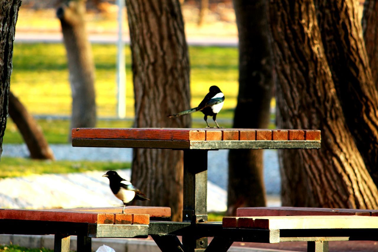 animals in the wild, bird, animal themes, wildlife, perching, one animal, focus on foreground, wood - material, full length, two animals, spread wings, railing, flying, nature, wooden, outdoors, tree, insect, day, no people