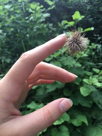 Close-up of cropped hand holding plant