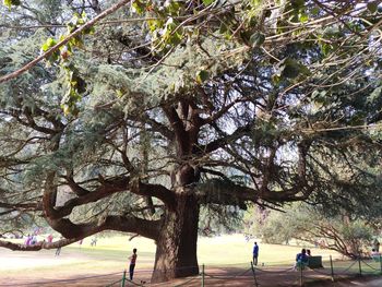 People by tree in park