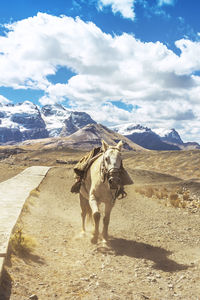 View of horse on mountain against sky