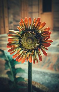 Close-up of flower blooming outdoors