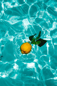 Directly above shot of citrus fruit in swimming pool