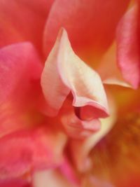 Close-up of flower blooming outdoors