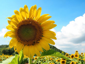 Close-up of sunflower blooming in field