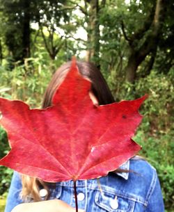 Close-up of red maple leaf in forest