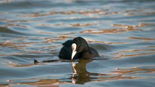 Duck swimming in lake