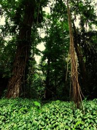 Trees growing in forest