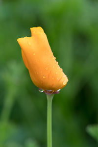 Close-up of wet yellow rose flower