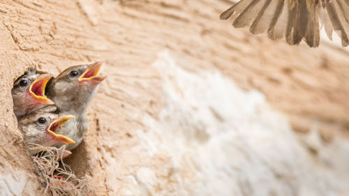 Close-up of bird in nest