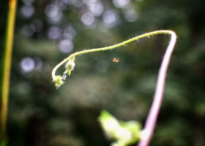 Close-up of plant