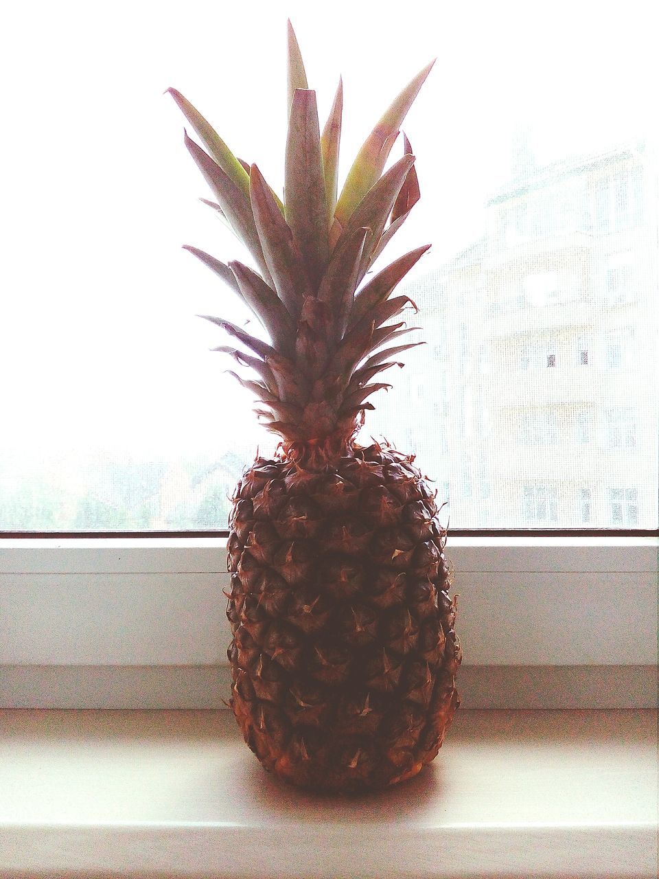 pineapple, tropical fruit, indoors, window, no people, table, healthy eating, fruit, close-up, food, food and drink, wellbeing, still life, home interior, single object, window sill, freshness, day, potted plant, houseplant, lychee