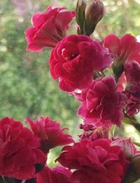 Close-up of pink flowers blooming outdoors