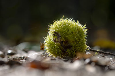 Close-up of fresh green plant