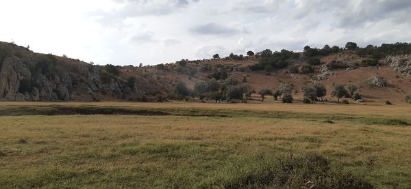 Trees on field against sky