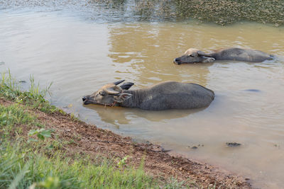 Young buffaloes soaking in the pond, thailand.
