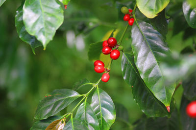 fruit